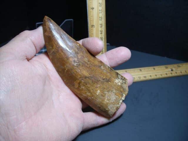 Charcarodontosaurus  Dinosaur Tooth (012024p)