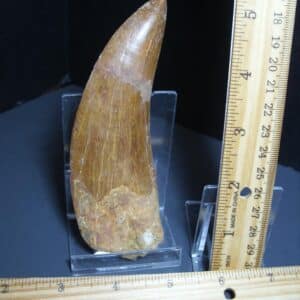 Charcarodontosaurus  Dinosaur Tooth (012024r)