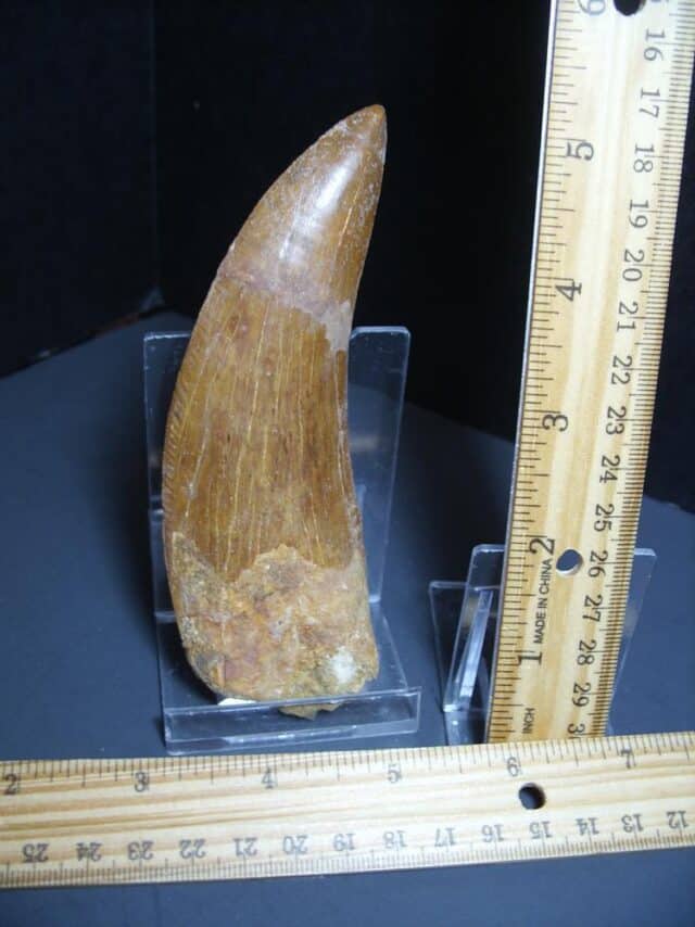 Charcarodontosaurus  Dinosaur Tooth (012024r)