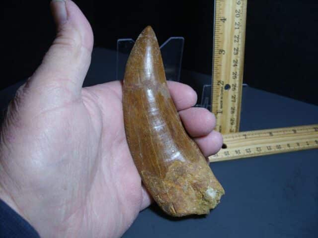 Charcarodontosaurus  Dinosaur Tooth (012024r) - Image 2