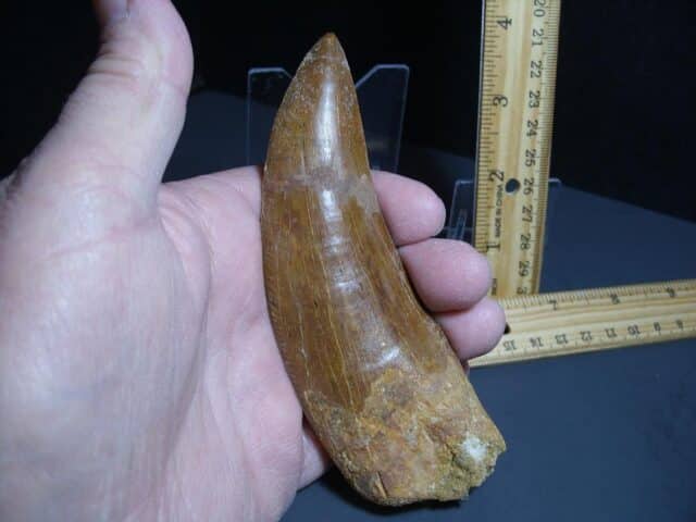 Charcarodontosaurus  Dinosaur Tooth (012024r) - Image 3
