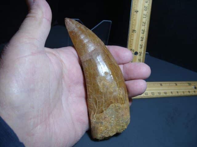 Charcarodontosaurus  Dinosaur Tooth (012024r) - Image 4