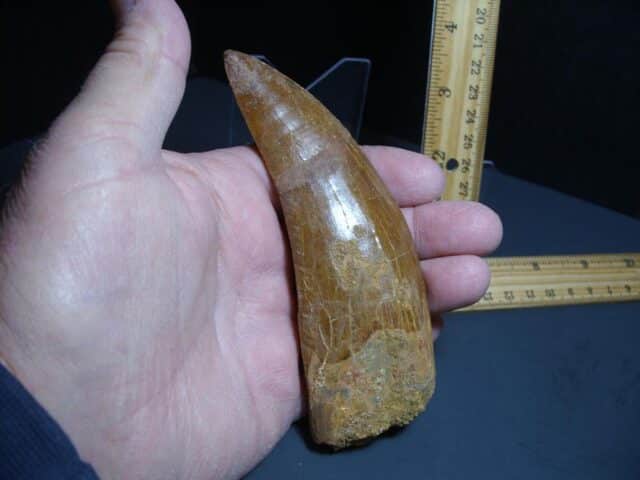 Charcarodontosaurus  Dinosaur Tooth (012024r) - Image 5
