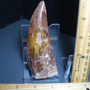 Charcarodontosaurus  Dinosaur Tooth (012024s)