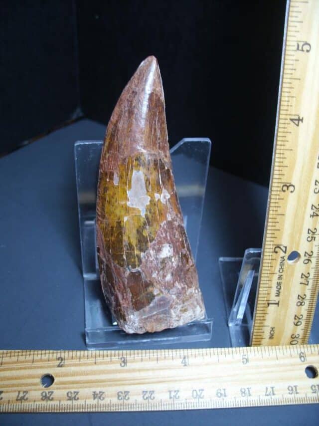 Charcarodontosaurus  Dinosaur Tooth (012024s)