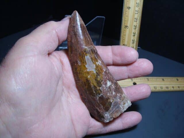 Charcarodontosaurus  Dinosaur Tooth (012024s) - Image 2