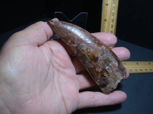 Charcarodontosaurus  Dinosaur Tooth (012024s) - Image 3