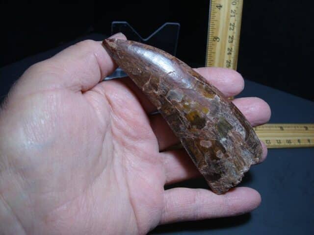 Charcarodontosaurus  Dinosaur Tooth (012024s) - Image 4