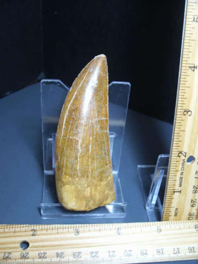 Charcarodontosaurus  Dinosaur Tooth (012124a) - Image 4