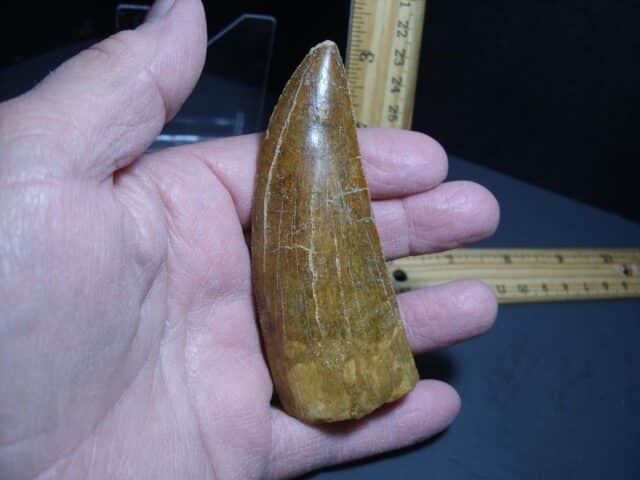 Charcarodontosaurus  Dinosaur Tooth (012124a) - Image 3