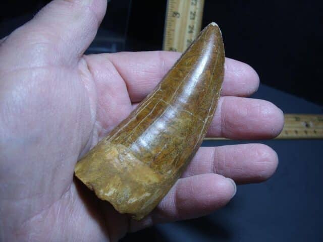 Charcarodontosaurus  Dinosaur Tooth (012124a) - Image 2