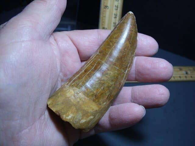Charcarodontosaurus  Dinosaur Tooth (012124a)