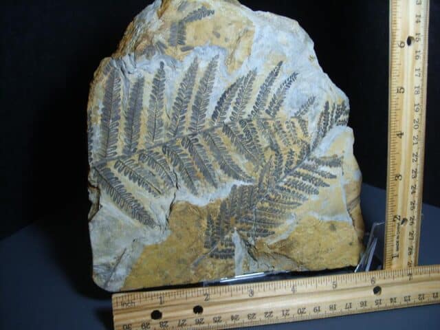 Fossil Fern Pecopteris (012124b)