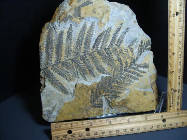Fossil Fern Pecopteris (012124b) - Image 2