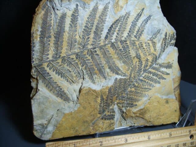 Fossil Fern Pecopteris (012124b) - Image 3