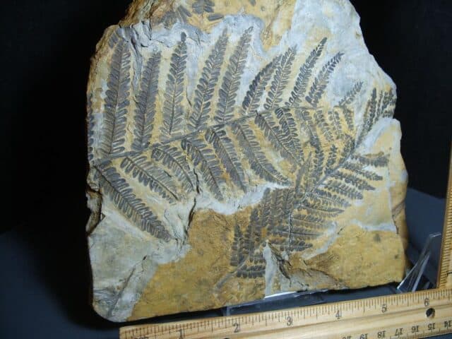 Fossil Fern Pecopteris (012124b) - Image 4
