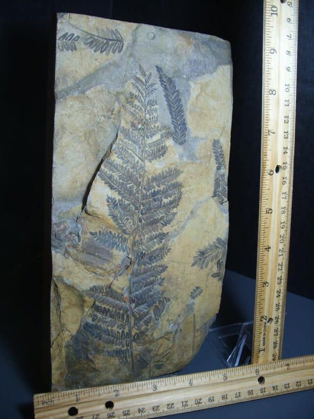 Fossil Fern Pecopteris (012124c)