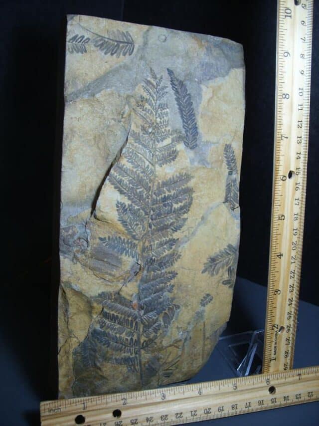 Fossil Fern Pecopteris (012124c) - Image 2