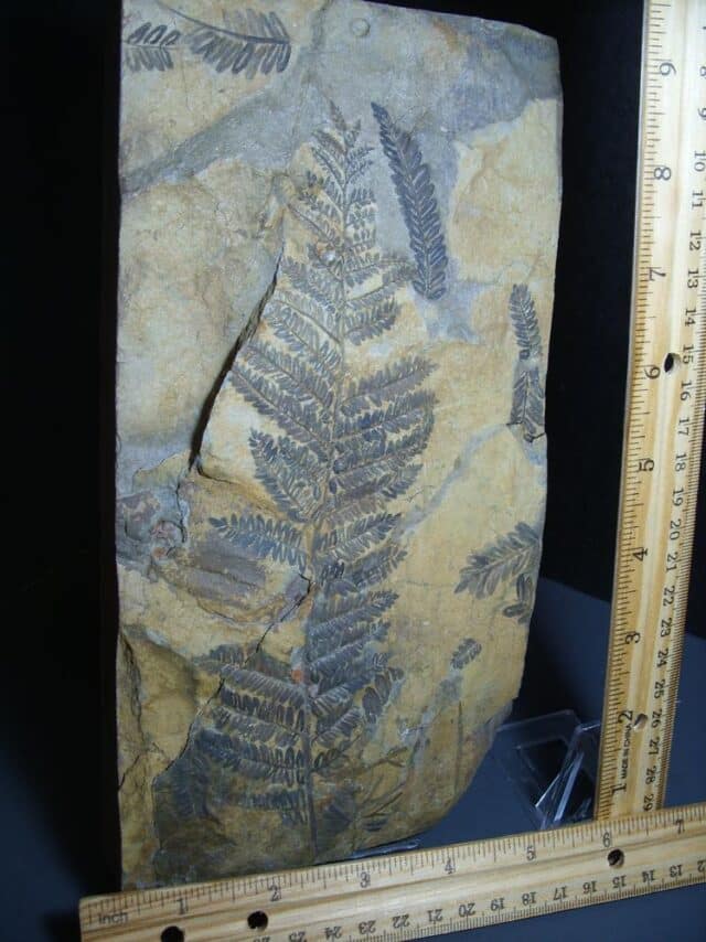 Fossil Fern Pecopteris (012124c) - Image 3