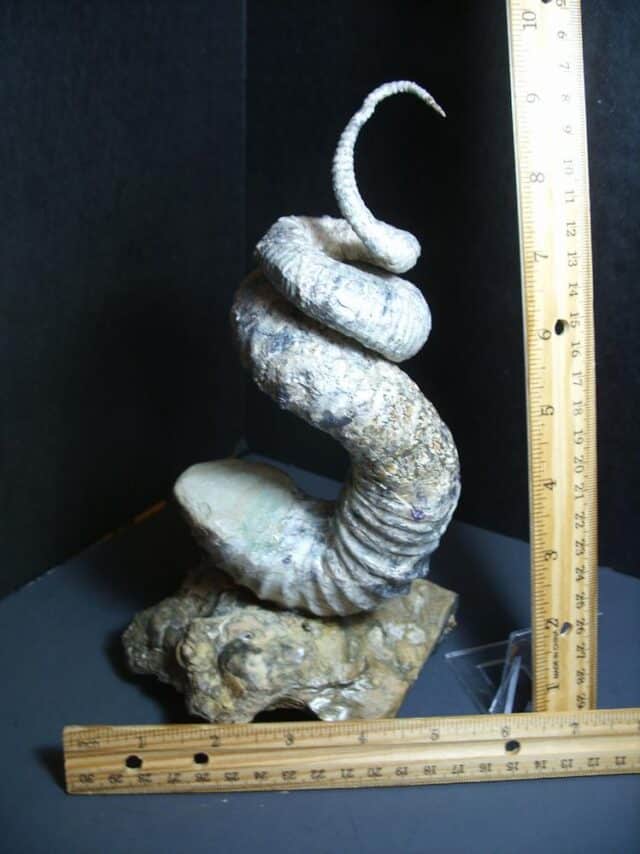 Didymoceras  Heteromorph Ammonite  (012124d)