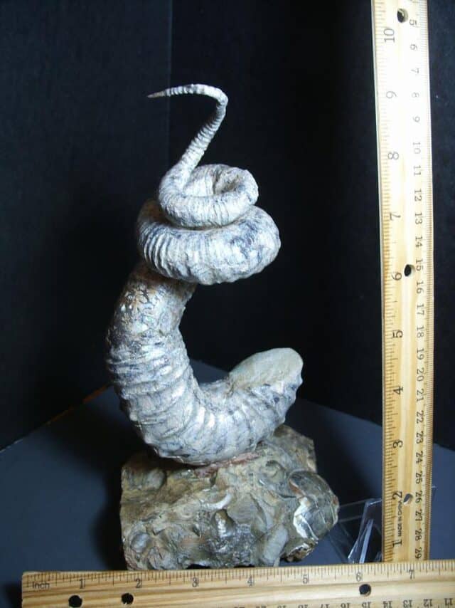 Didymoceras  Heteromorph Ammonite  (012124d) - Image 2