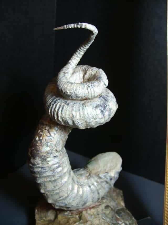 Didymoceras  Heteromorph Ammonite  (012124d) - Image 6