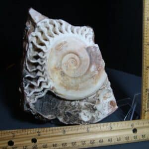 Natural Ammonite Ophiceras (012124e)