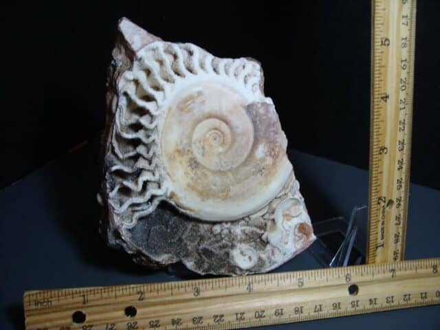 Natural Ammonite Ophiceras (012124e)