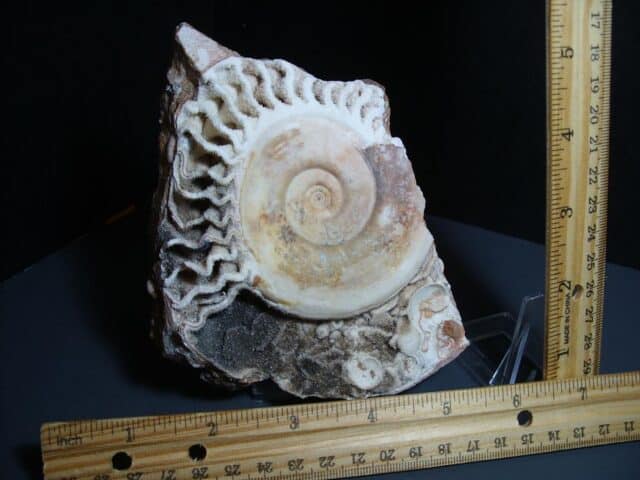 Natural Ammonite Ophiceras (012124e) - Image 2