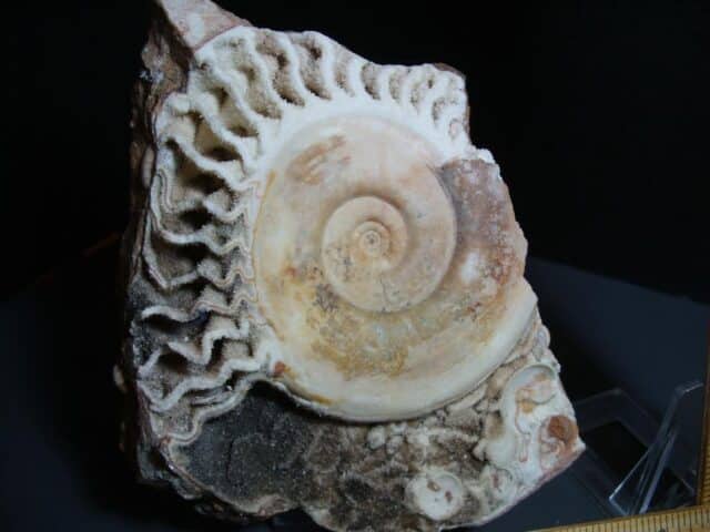 Natural Ammonite Ophiceras (012124e) - Image 3