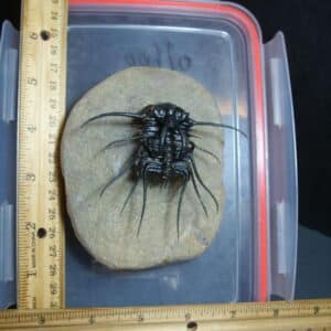 Dicranurus Trilobite  (012124f)