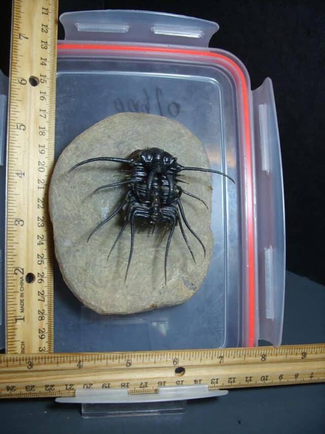 Dicranurus Trilobite  (012124f) - Image 2