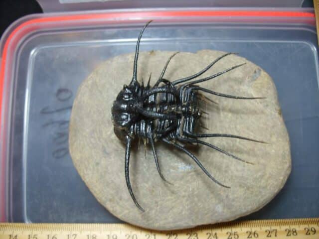 Dicranurus Trilobite  (012124f) - Image 3
