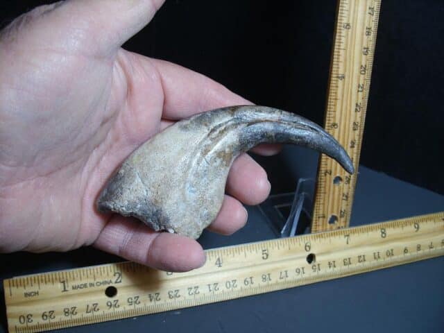 Afrovenator  Dinosaur  Hand Claw  (012124g)