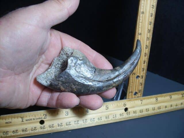 Afrovenator  Dinosaur  Hand Claw  (012124g) - Image 2