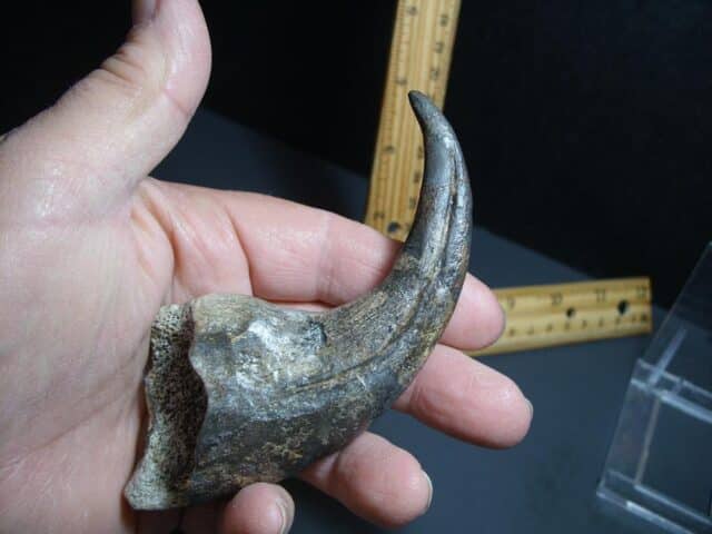 Afrovenator  Dinosaur  Hand Claw  (012124g) - Image 3