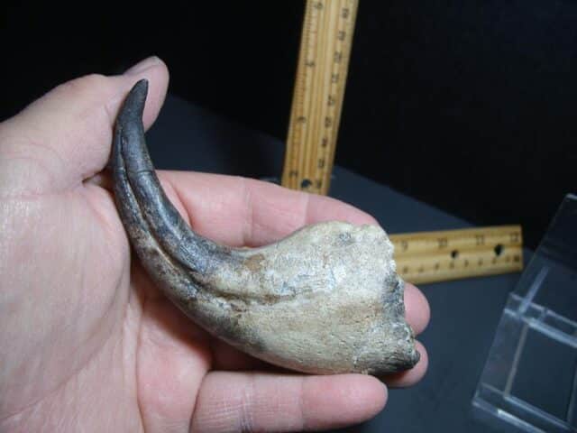Afrovenator  Dinosaur  Hand Claw  (012124g) - Image 4