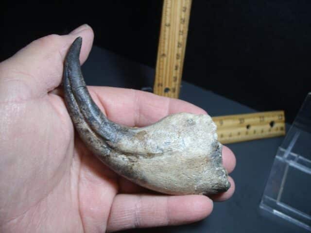 Afrovenator  Dinosaur  Hand Claw  (012124g) - Image 5