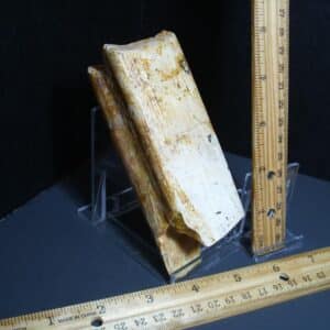 Ground Sloth Eremotherium Tooth (012124j)