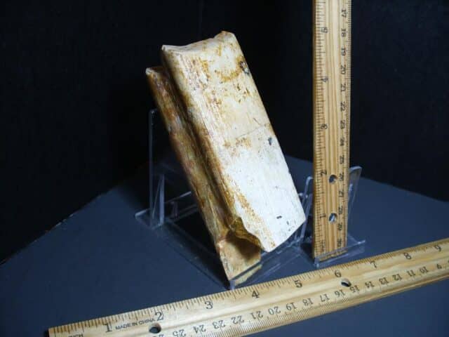 Ground Sloth Eremotherium Tooth (012124j)