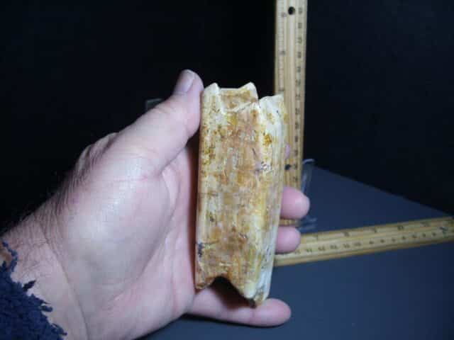Ground Sloth Eremotherium Tooth (012124j) - Image 2