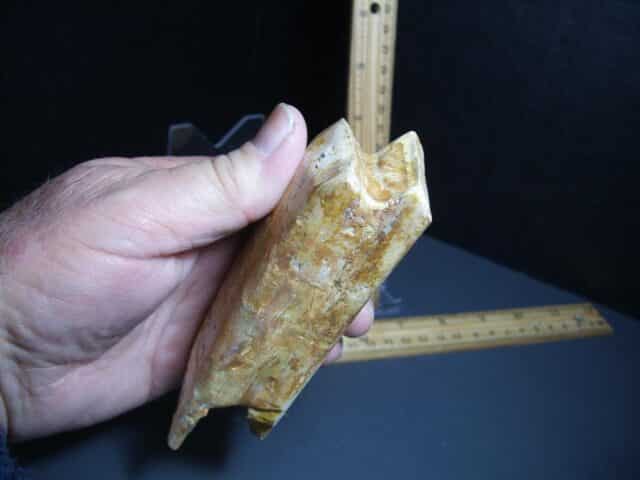 Ground Sloth Eremotherium Tooth (012124j) - Image 3