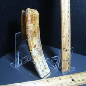 Ground Sloth Eremotherium Tooth (012124k)