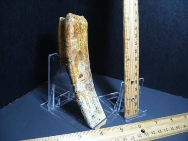 Ground Sloth Eremotherium Tooth (012124k)