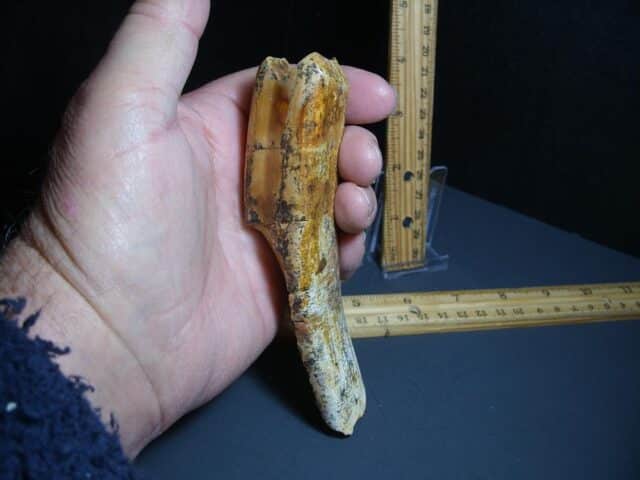 Ground Sloth Eremotherium Tooth (012124k) - Image 2