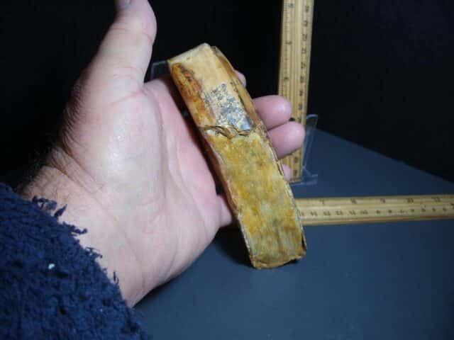 Ground Sloth Eremotherium Tooth (012124k) - Image 3