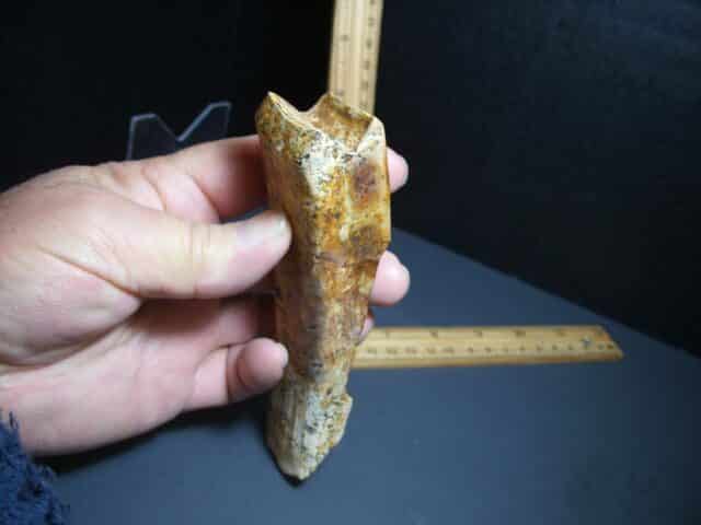 Ground Sloth Eremotherium Tooth (012124k) - Image 4