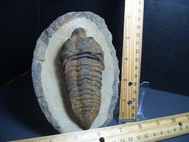 Rare “Very Large” Fossilized Trilobite – Calymenella sp, Bergero (012424b) - Image 2
