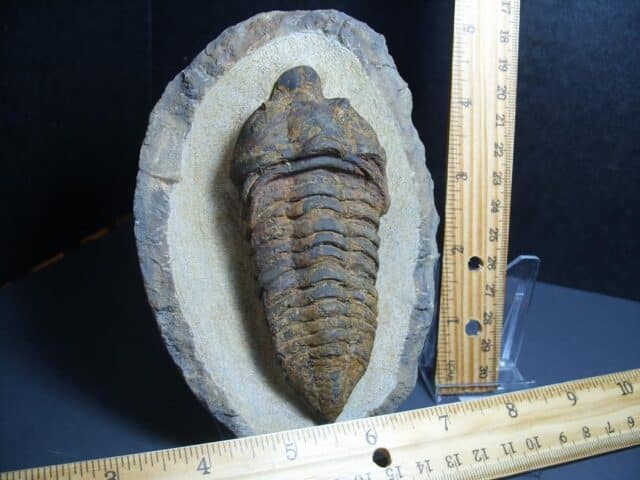 Rare “Very Large” Fossilized Trilobite – Calymenella sp, Bergero (012424b) - Image 3