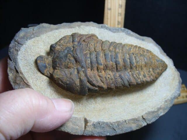 Rare “Very Large” Fossilized Trilobite – Calymenella sp, Bergero (012424b) - Image 4